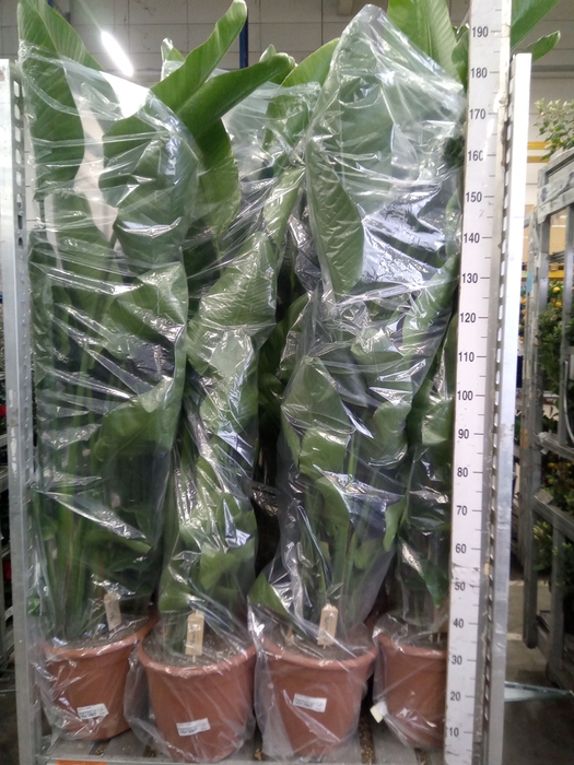 <h4>Strelitzia nicolai</h4>