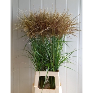 MISCANTHUS SINENSIS FERNER OSTEN (W