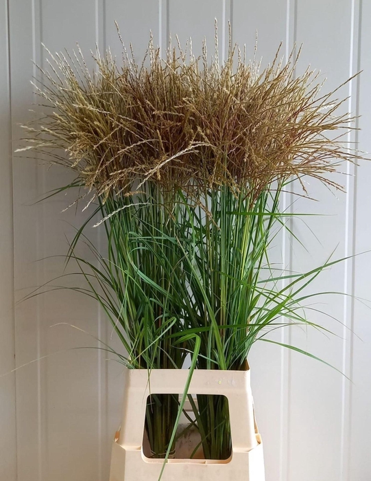 <h4>MISCANTHUS SINENSIS FERNER OSTEN (W</h4>