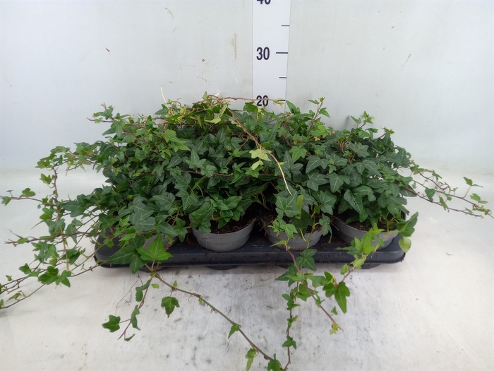 <h4>Hedera hibernica 'Deltoidea'</h4>