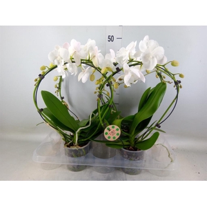 Phalaenopsis   ...
