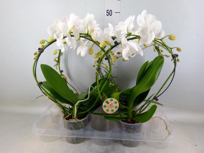 <h4>Phalaenopsis   ...</h4>