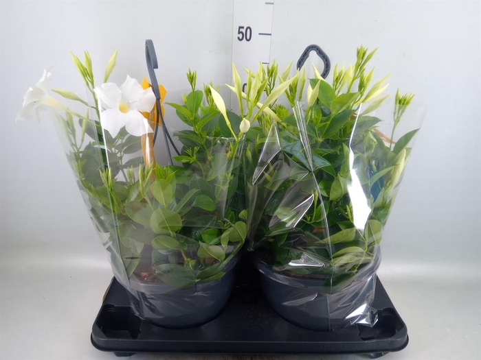 <h4>Mandevilla sand. 'SumStar White'</h4>