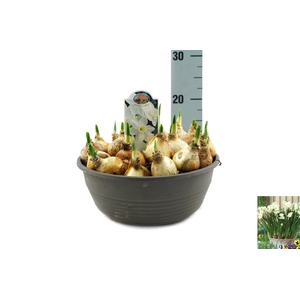 Narcissus Silver Chimes