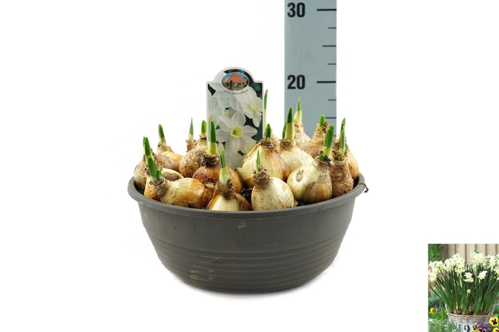 <h4>Narcissus Silver Chimes</h4>