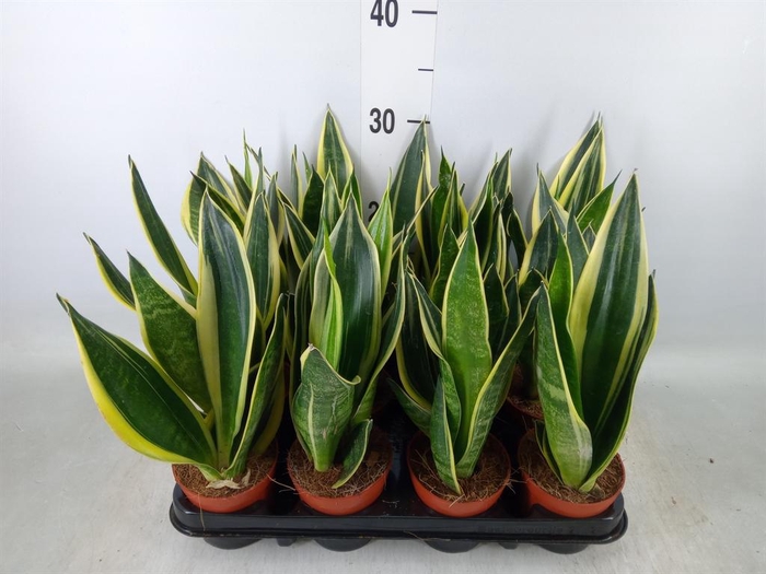 <h4>Sansevieria trifa.   ...</h4>