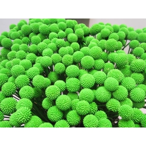 Craspedia Groen