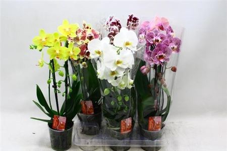 Phal El Cascade