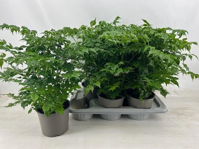 <h4>Radermachera Sinica</h4>