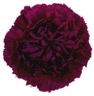 <h4>Di St Golem</h4>