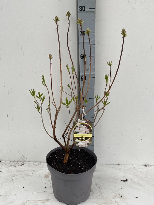 <h4>RHOD MO PERSIL</h4>