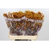 Anigozanthos Gold Fever