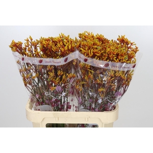 Anigozanthos Gold Fever