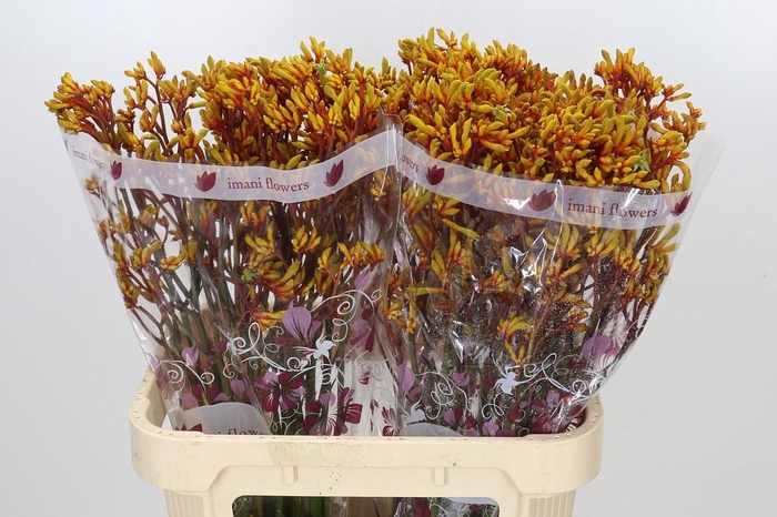 Anigozanthos Gold Fever