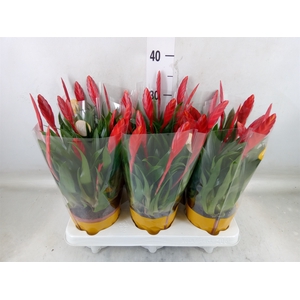 Vriesea  'Conchita'