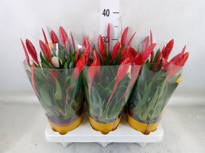<h4>Vriesea  'Conchita'</h4>