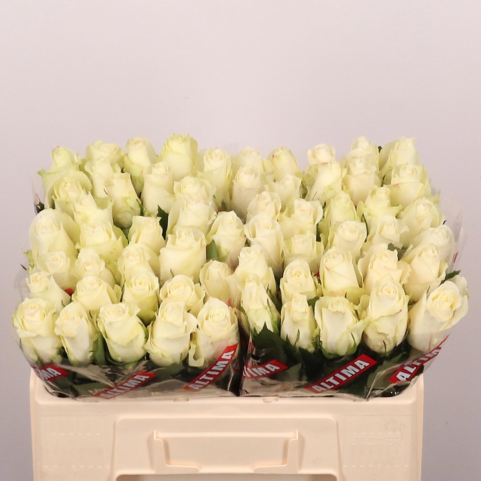 <h4>R GR ALBATROS</h4>