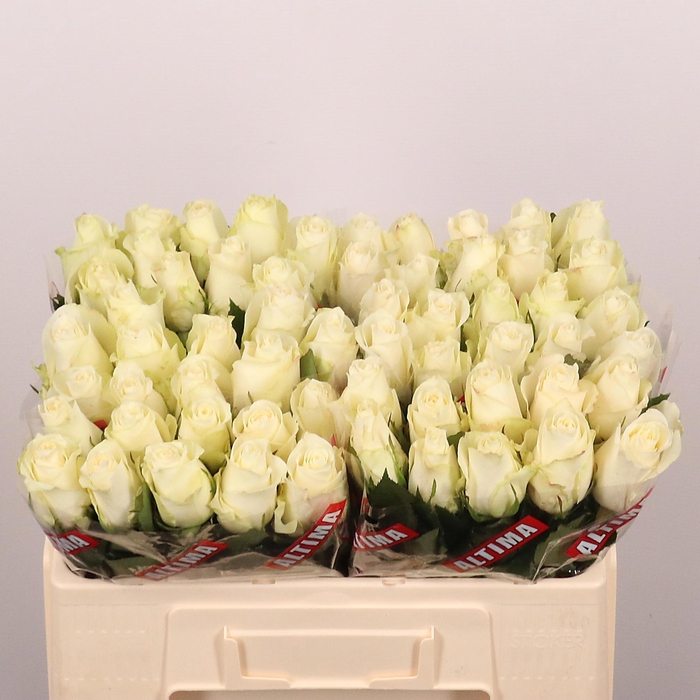 <h4>R Gr Albatros</h4>