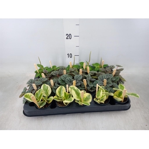 Peperomia   ...mix