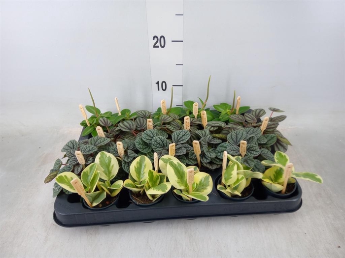 <h4>Peperomia ...mix</h4>