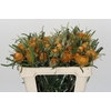 Banksia Dryandra