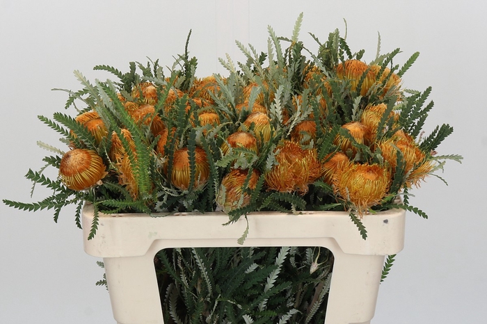 <h4>Banksia Dryandra</h4>