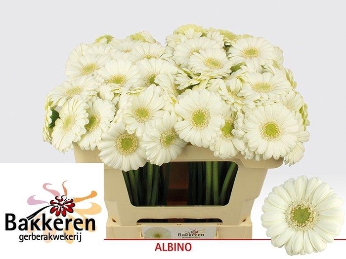 <h4>Ge Mi Albino</h4>