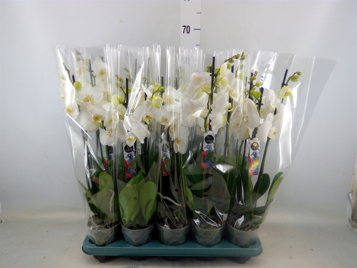 <h4>Phalaenopsis  'Ant Nottingham'</h4>