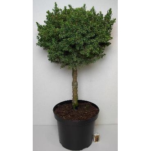 PICEA GLAUCA p29 kort stam grote bol