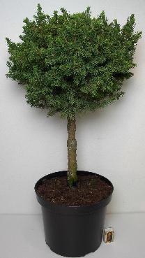 <h4>PICEA GLAUCA p29 kort stam grote bol</h4>