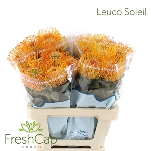 Leuco Soleil