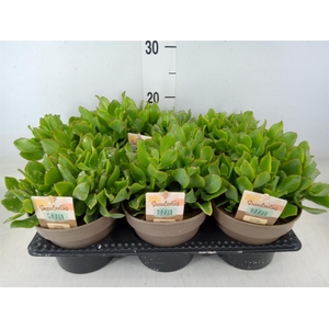 Crassula   ...