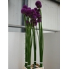 ALLIUM OCRA XL