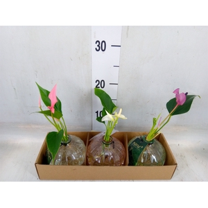 Planten  ..mix