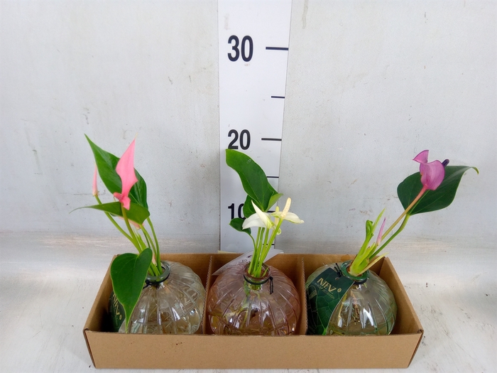 <h4>Planten  ..mix</h4>