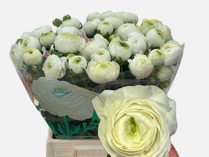 <h4>RAN CHAMALLOW</h4>