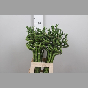 Drac Lucky Bamboo 070cm
