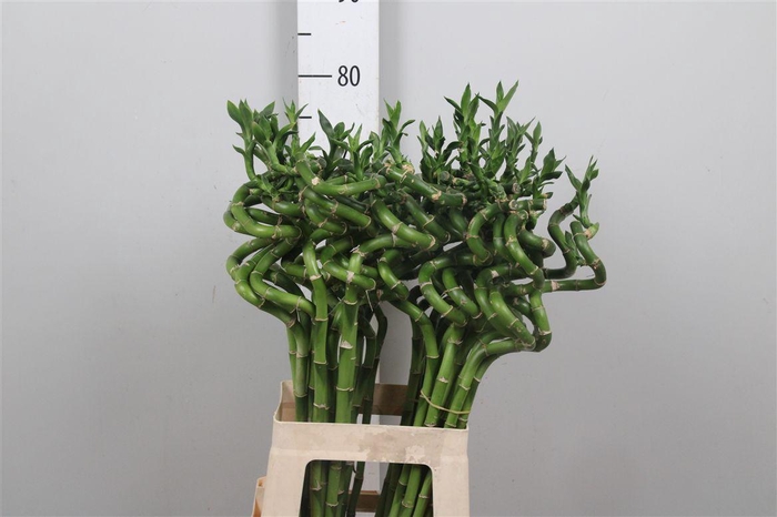 <h4>Drac Lucky Bamboo 070cm</h4>
