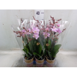Phalaenopsis multi.   ...rose