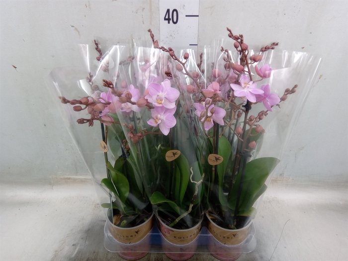 <h4>Phalaenopsis multi.   ...rose</h4>