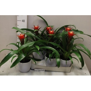 ARR BROMELIA