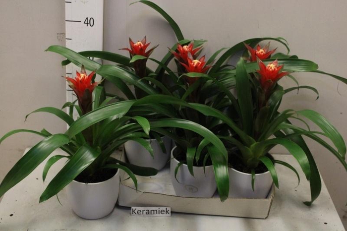 <h4>ARR BROMELIA</h4>