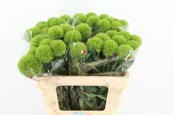 <h4>DI BARB KIWI MELLOW</h4>