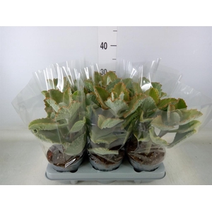 Kalanchoe NF beharensis