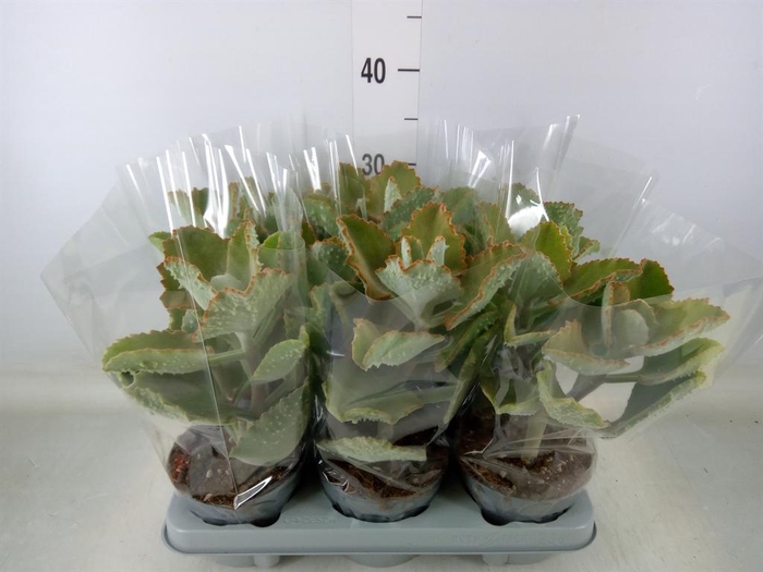 <h4>Kalanchoe NF beharensis</h4>