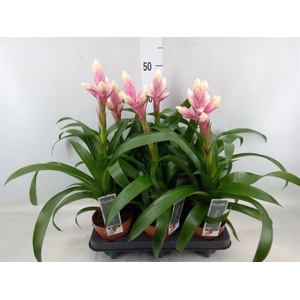 Guzmania  'Candy'