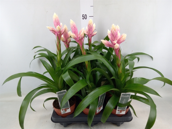 <h4>Guzmania  'Candy'</h4>