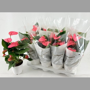 ANTHU AN PINK CHAMPI