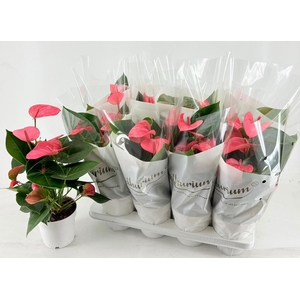 ANTHU AN RAINB CHAMP