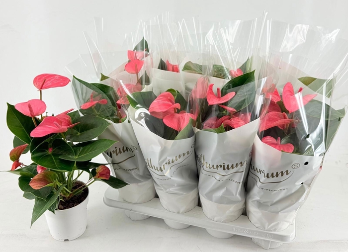 <h4>Anthu An Pink Champi</h4>